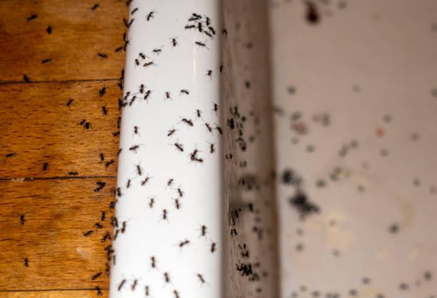 Best Spider Control Near Me  in Nora Springs, IA