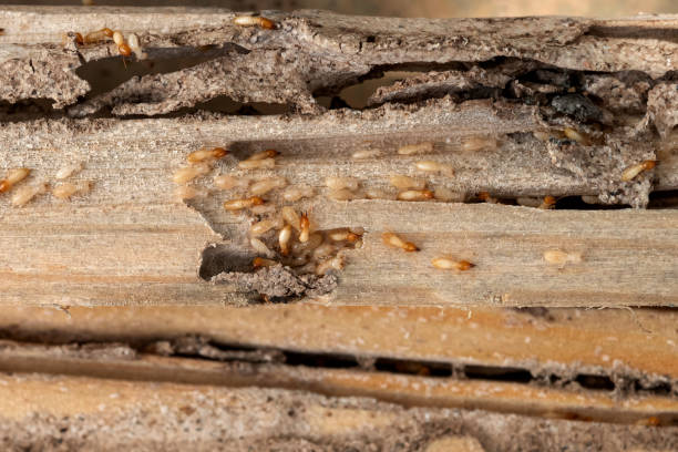 Best Best Pest Control Companies  in Nora Springs, IA