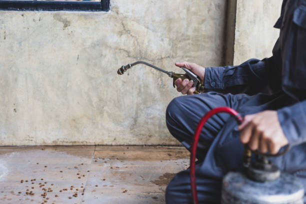 Best Ant Control Services  in Nora Springs, IA
